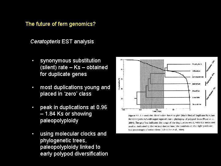 The future of fern genomics? Ceratopteris EST analysis • synonymous substitution (silent) rate –