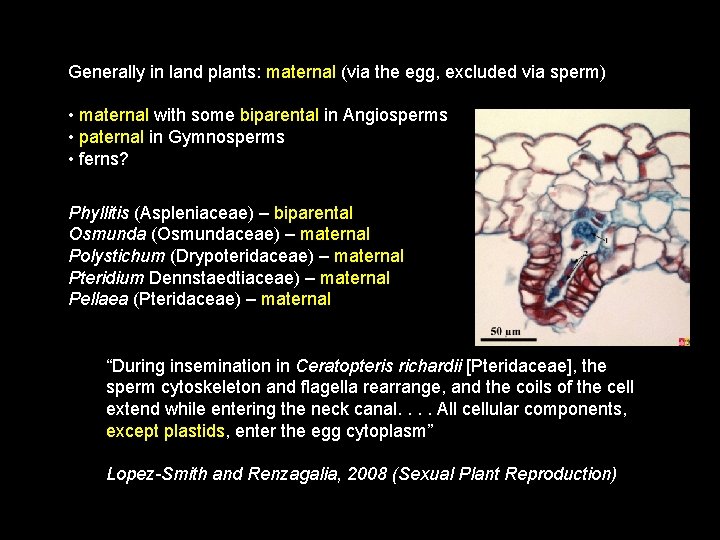 Generally in land plants: maternal (via the egg, excluded via sperm) • maternal with