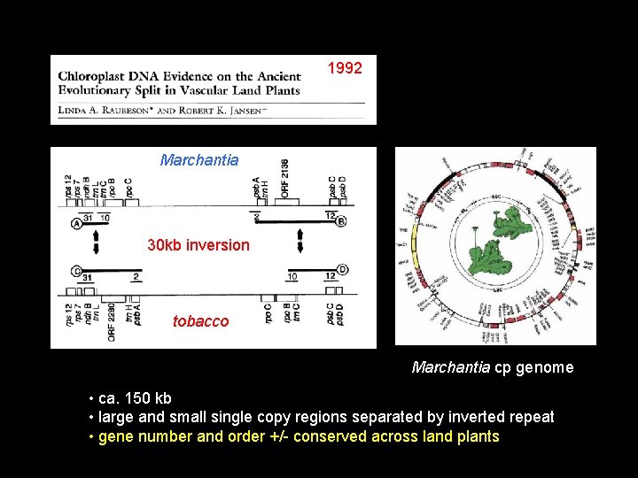1992 Marchantia 30 kb inversion tobacco Marchantia cp genome • ca. 150 kb •