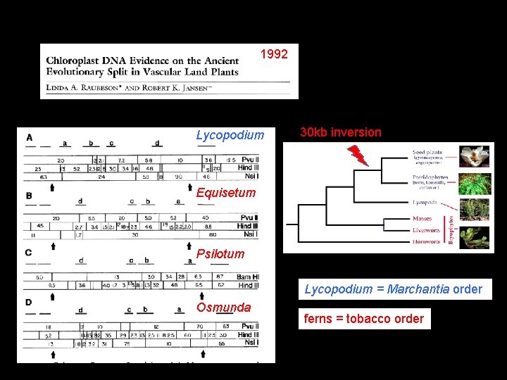 1992 Lycopodium 30 kb inversion Equisetum Psilotum Lycopodium = Marchantia order Osmunda ferns =