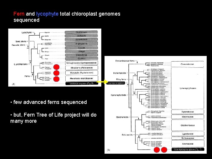 Fern and lycophyte total chloroplast genomes sequenced • few advanced ferns sequenced • but,