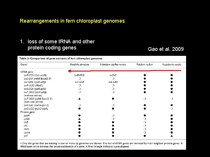Rearrangements in fern chloroplast genomes 1. loss of some t. RNA and other protein