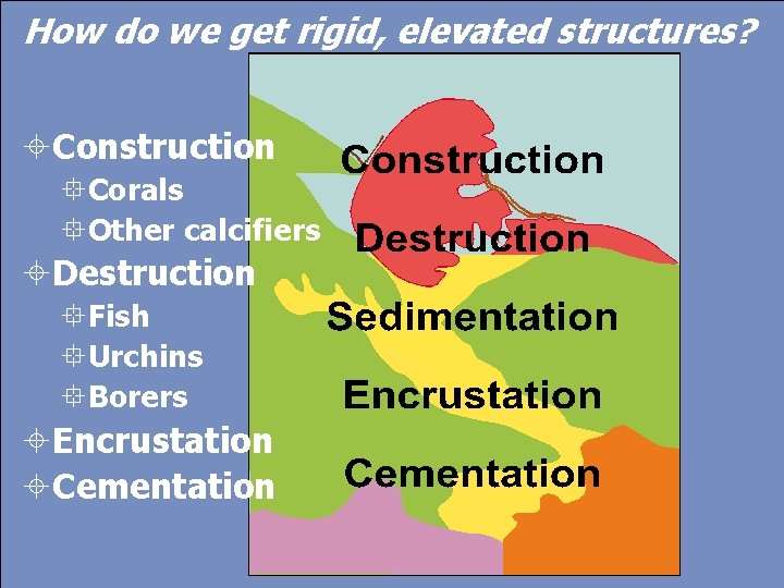 How do we get rigid, elevated structures? Construction Corals Other calcifiers Destruction Fish Urchins How do we get rigid, elevated structures? Construction Corals Other calcifiers Destruction Fish Urchins
