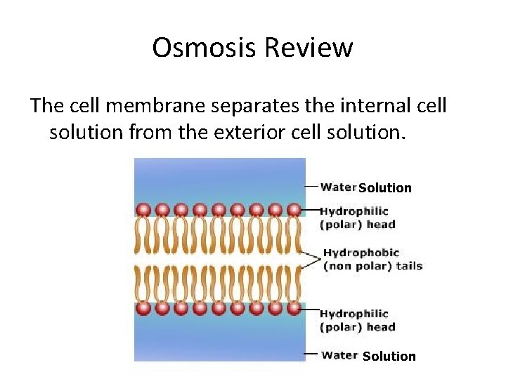 Osmosis Review The cell membrane separates the internal cell solution from the exterior cell