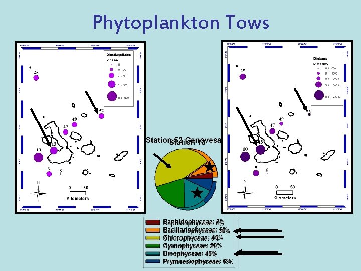 Phytoplankton Tows 