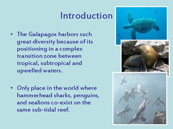 Introduction • The Galapagos harbors such great diversity because of its positioning in a