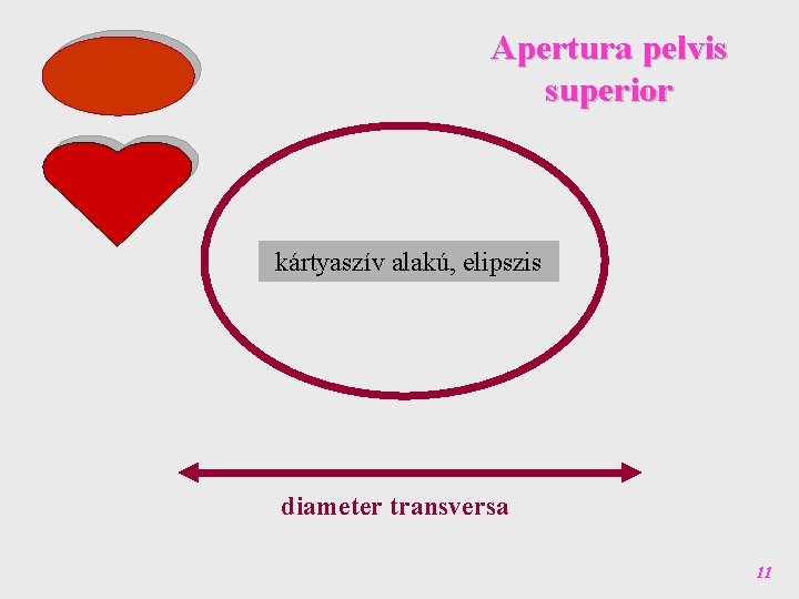 Apertura pelvis superior kártyaszív alakú, elipszis diameter transversa 11 