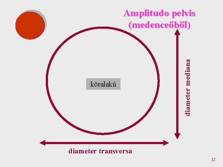 köralakú diameter mediana Amplitudo pelvis (medenceöböl) diameter transversa 12 