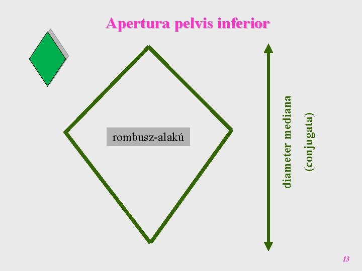 (conjugata) rombusz-alakú diameter mediana Apertura pelvis inferior 13 