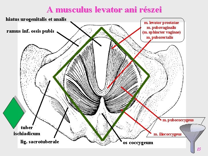 A musculus levator ani részei hiatus urogenitalis et analis ramus inf. ossis pubis m.