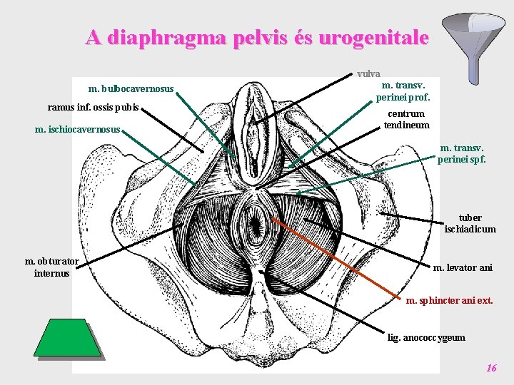 A diaphragma pelvis és urogenitale vulva m. bulbocavernosus ramus inf. ossis pubis m. ischiocavernosus