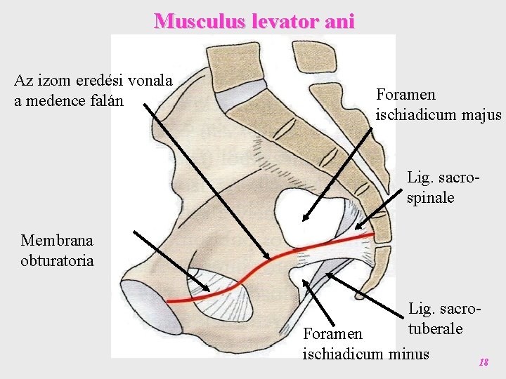 Musculus levator ani Az izom eredési vonala a medence falán Foramen ischiadicum majus Lig.