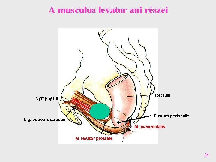 A musculus levator ani részei Rectum Symphysis Flexura perinealis Lig. puboprostaticum M. puborectalis M.