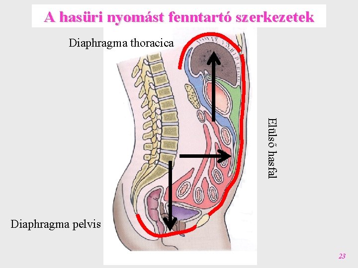 A hasüri nyomást fenntartó szerkezetek Diaphragma thoracica Elülső hasfal Diaphragma pelvis 23 