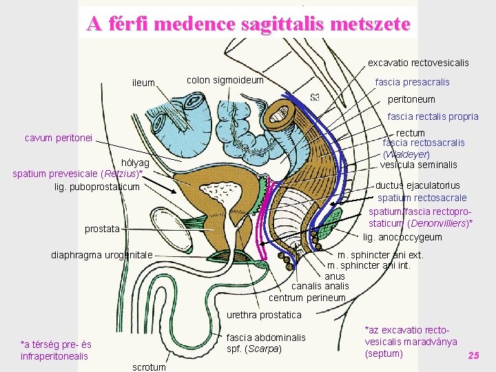 A férfi medence sagittalis metszete excavatio rectovesicalis ileum colon sigmoideum fascia presacralis peritoneum fascia