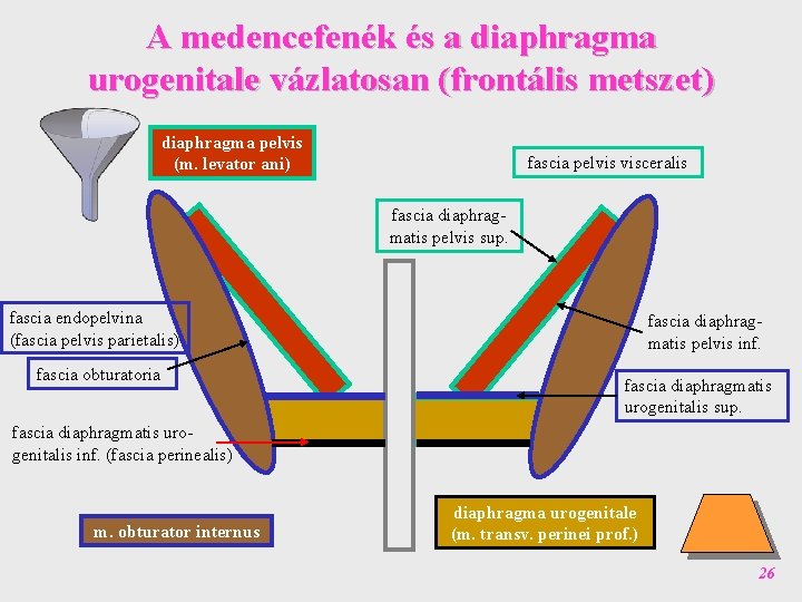 A medencefenék és a diaphragma urogenitale vázlatosan (frontális metszet) diaphragma pelvis (m. levator ani)