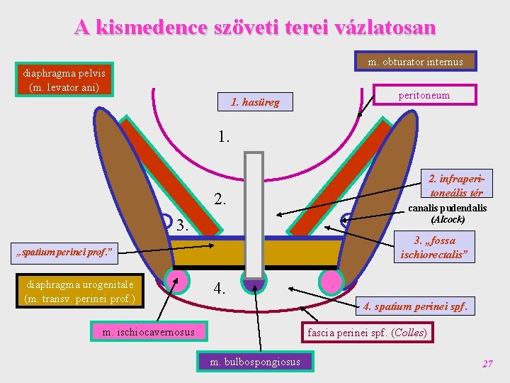 A kismedence szöveti terei vázlatosan m. obturator internus diaphragma pelvis (m. levator ani) 1.