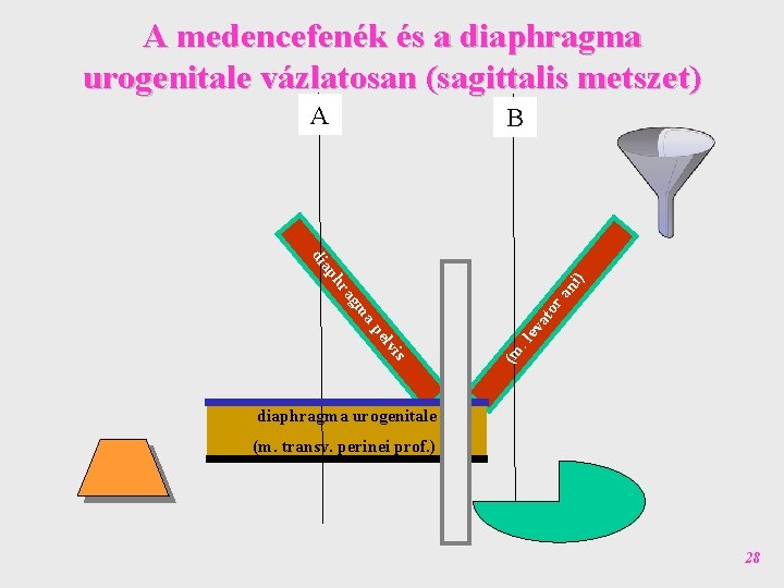 A medencefenék és a diaphragma urogenitale vázlatosan (sagittalis metszet) A B va. le (m