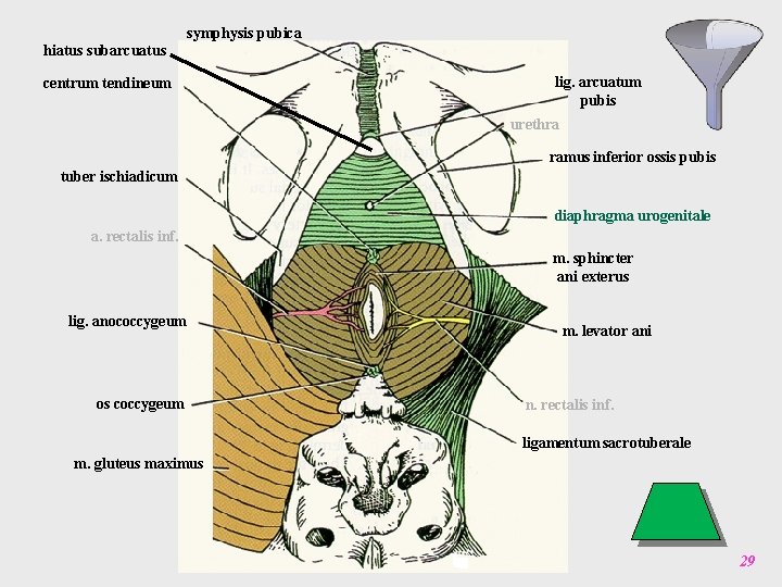 symphysis pubica hiatus subarcuatus centrum tendineum lig. arcuatum pubis urethra ramus inferior ossis pubis