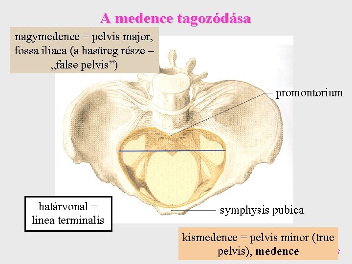 A medence tagozódása nagymedence = pelvis major, fossa iliaca (a hasüreg része – „false