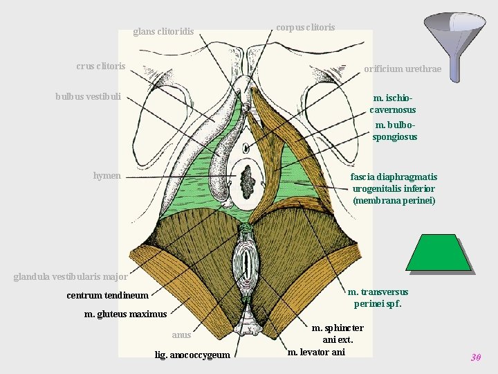 glans clitoridis corpus clitoris crus clitoris orificium urethrae bulbus vestibuli m. ischiocavernosus m. bulbospongiosus