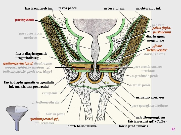 fascia endopelvina fascia pelvis m. levator ani m. obturator int. paracystium prostata pelvis (infraperitoneum)