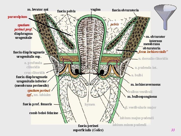 m. levator ani fascia pelvis vagina fascia obturatoria paracolpium pelvis spatium perinei prof. diaphragma