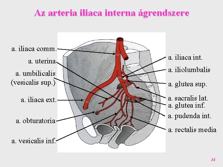 Az arteria iliaca interna ágrendszere a. iliaca comm. a. uterina a. iliaca int. a.