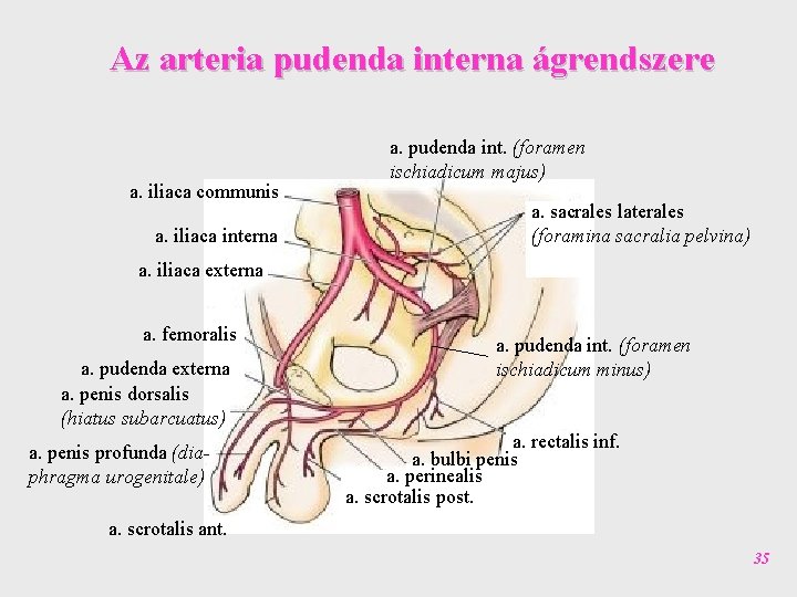 Az arteria pudenda interna ágrendszere a. iliaca communis a. iliaca interna a. pudenda int.