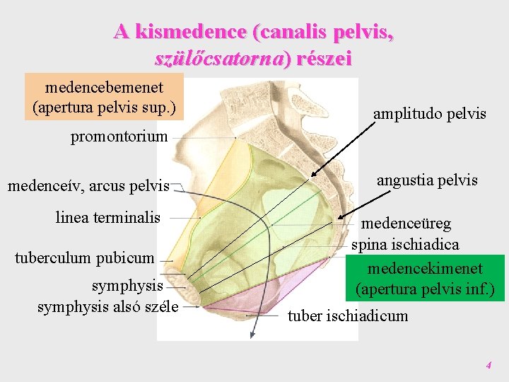 A kismedence (canalis pelvis, szülőcsatorna) részei medencebemenet (apertura pelvis sup. ) amplitudo pelvis promontorium