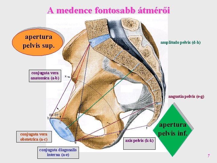 A medence fontosabb átmérői apertura pelvis sup. amplitudo pelvis (d-h) conjugata vera anatomica (a-b)