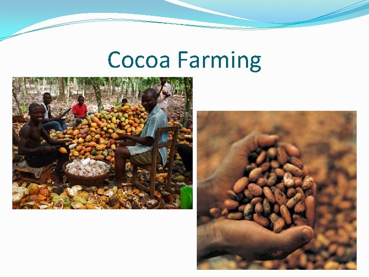 Cocoa Farming 