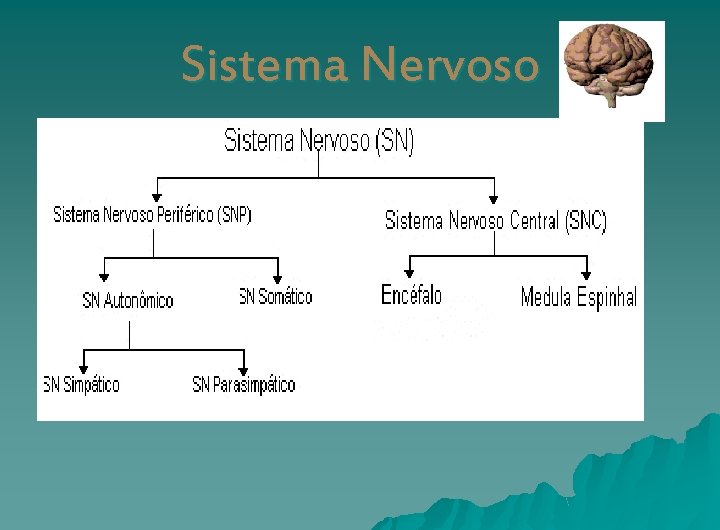 Sistema Nervoso 