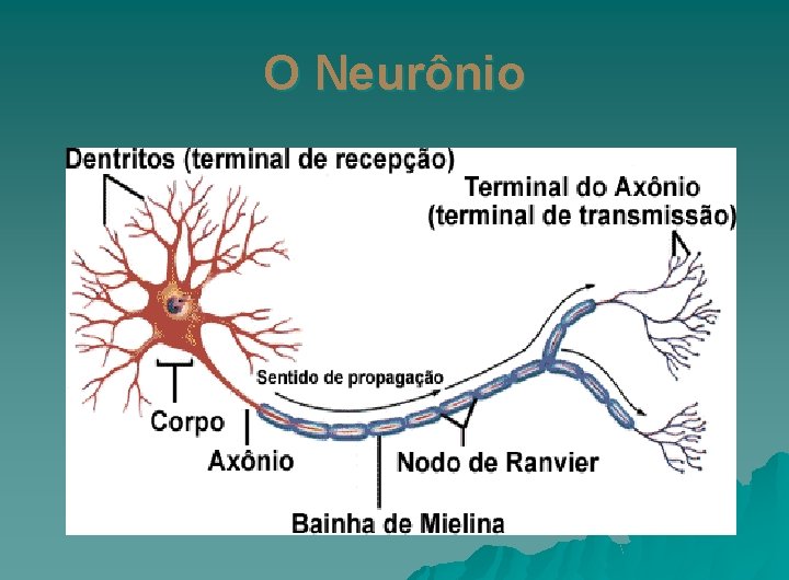 O Neurônio 