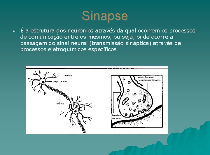 Sinapse Ø É a estrutura dos neurônios através da qual ocorrem os processos de