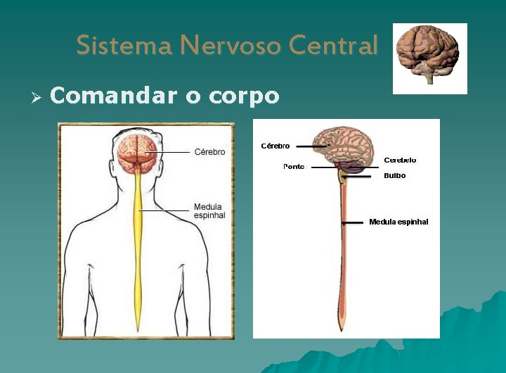 Sistema Nervoso Central Ø Comandar o corpo 