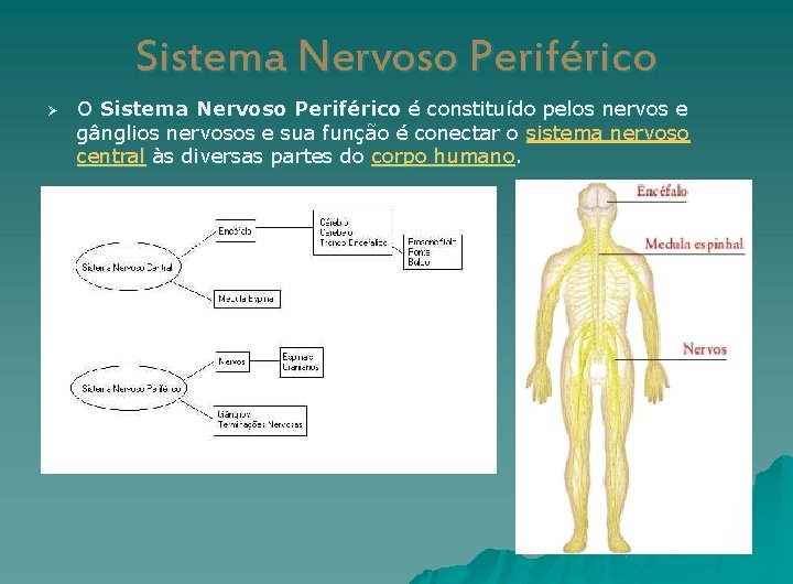 Sistema Nervoso Periférico Ø O Sistema Nervoso Periférico é constituído pelos nervos e gânglios