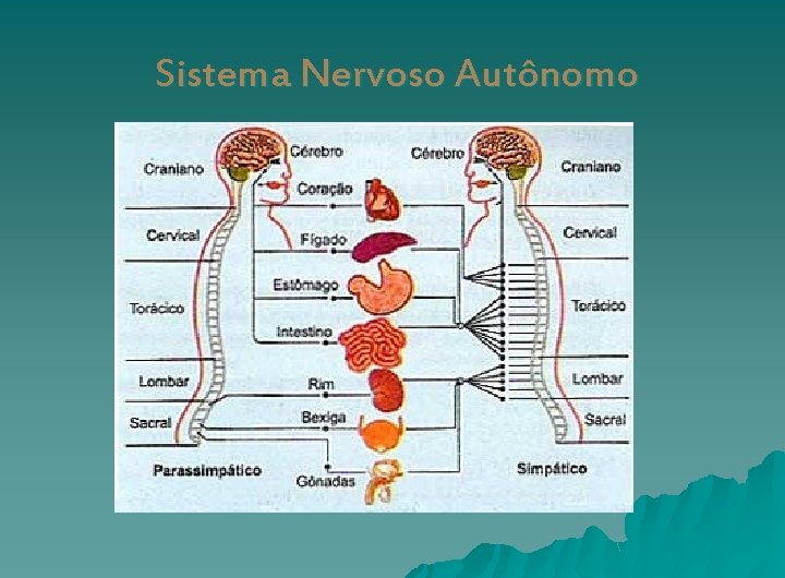 Sistema Nervoso Autônomo 