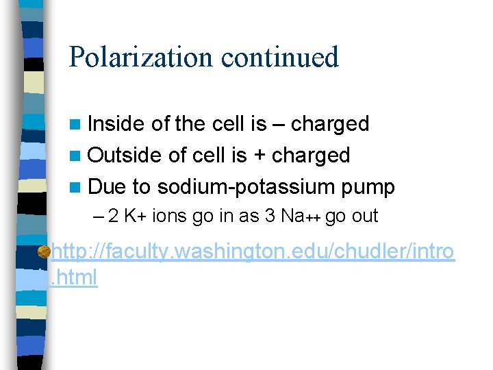 Polarization continued n Inside of the cell is – charged n Outside of cell