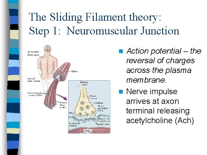 The Sliding Filament theory: Step 1: Neuromuscular Junction Action potential – the reversal of