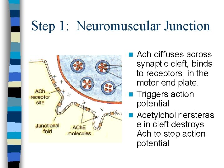 Step 1: Neuromuscular Junction Ach diffuses across synaptic cleft, binds to receptors in the