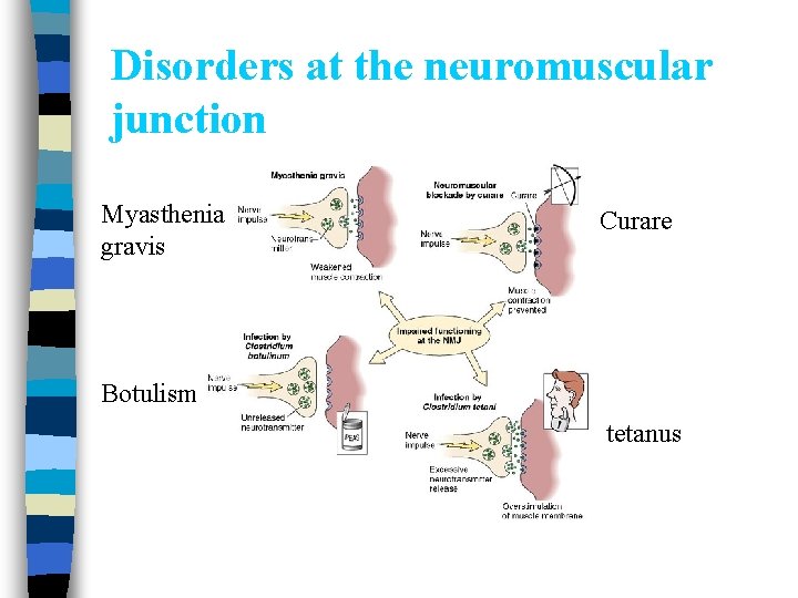 Disorders at the neuromuscular junction Myasthenia gravis Curare Botulism tetanus 