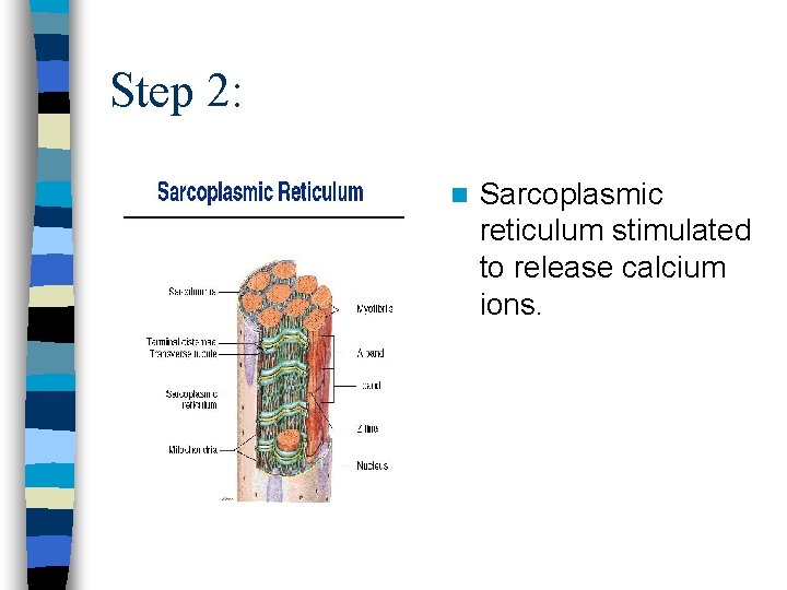 Step 2: n Sarcoplasmic reticulum stimulated to release calcium ions. 