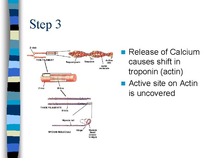 Step 3 Release of Calcium causes shift in troponin (actin) n Active site on