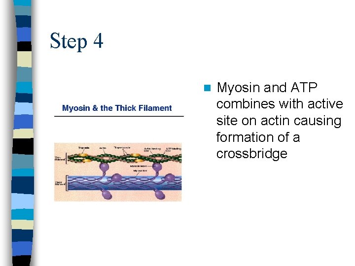 Step 4 n Myosin and ATP combines with active site on actin causing formation