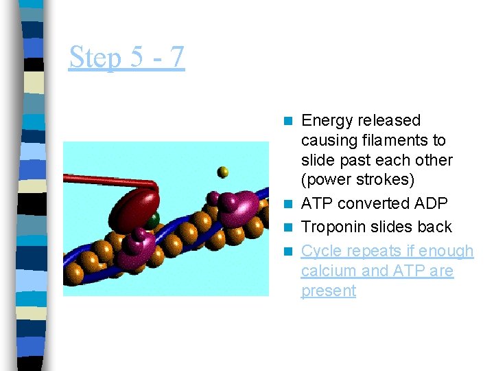 Step 5 - 7 Energy released causing filaments to slide past each other (power