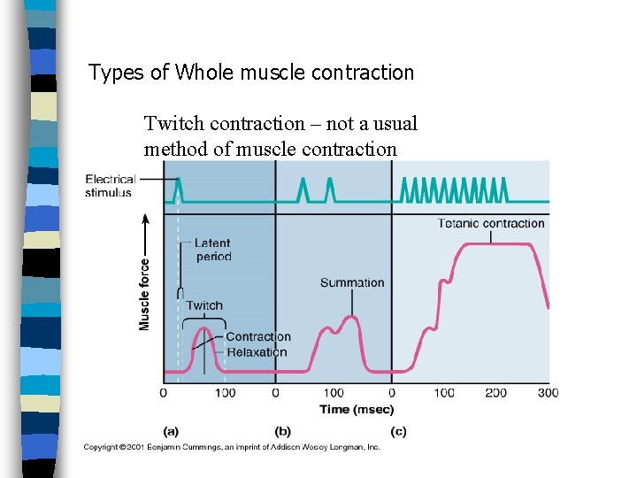 Types of Whole muscle contraction Twitch contraction – not a usual method of muscle
