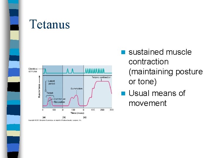 Tetanus sustained muscle contraction (maintaining posture or tone) n Usual means of movement n