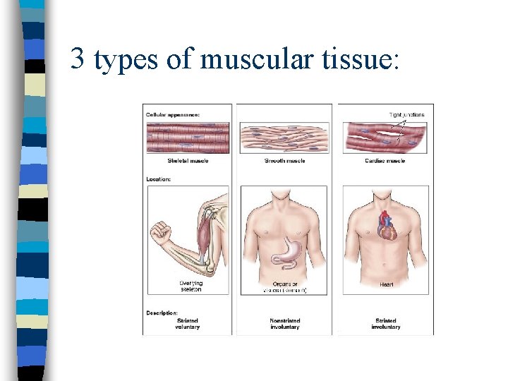 3 types of muscular tissue: 