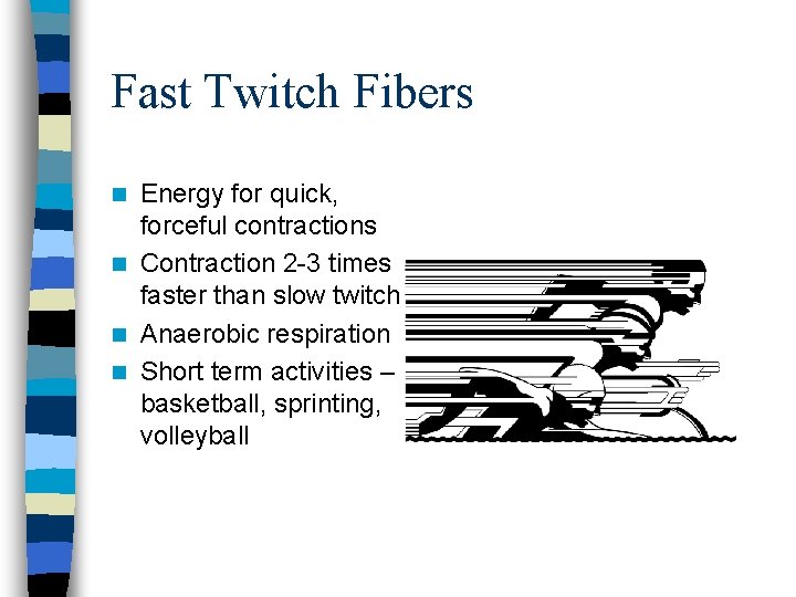 Fast Twitch Fibers Energy for quick, forceful contractions n Contraction 2 -3 times faster